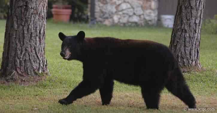 Man, dog found dead after 'bear encounter' in Florida, deputies say