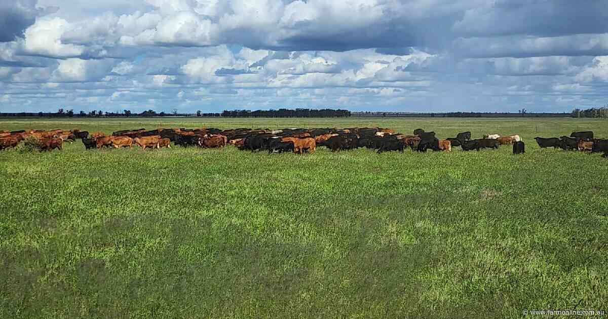 Exclusion-fenced country for breeding, backgrounding, fattening | Video