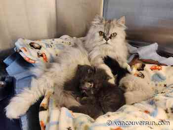 B.C. SPCA takes in 83 Persian-mix cats after owner dies
