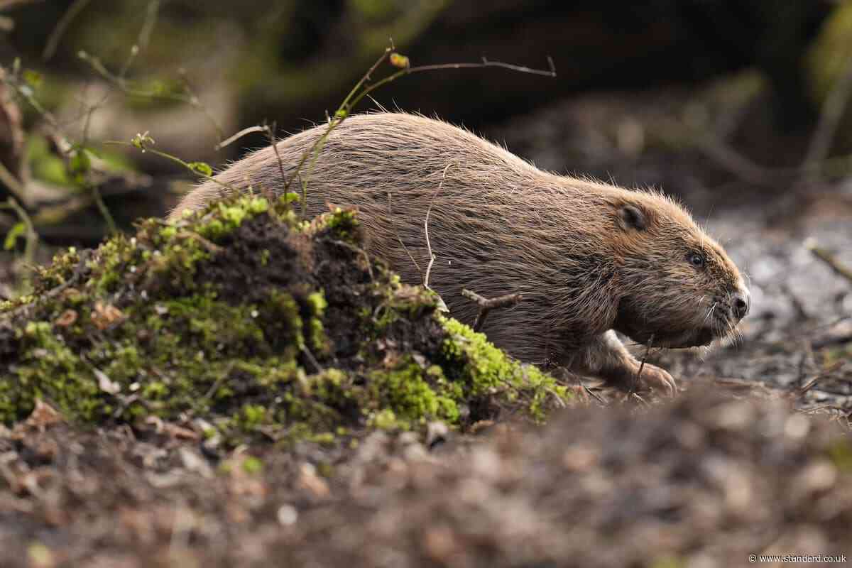 Restoring species such as beavers, elk and bison ‘crucial’ for nature – charity
