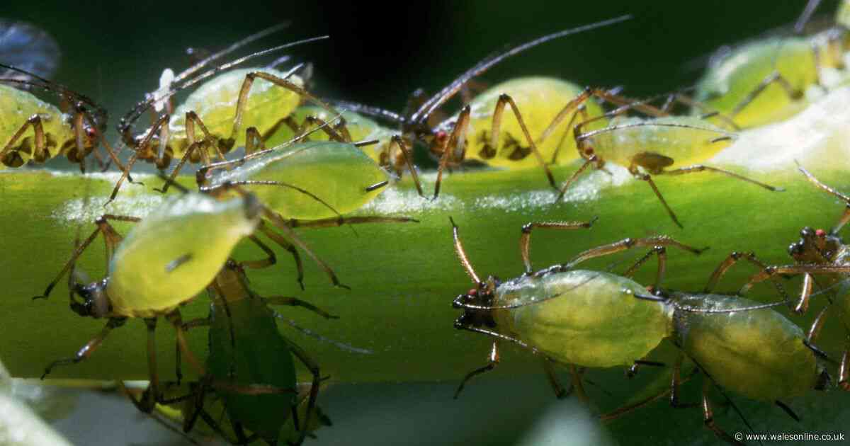 Gardener shares three simple hacks to banish aphids from your garden for good