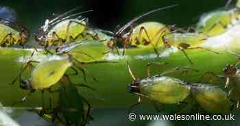 Gardener shares three simple hacks to banish aphids from your garden for good