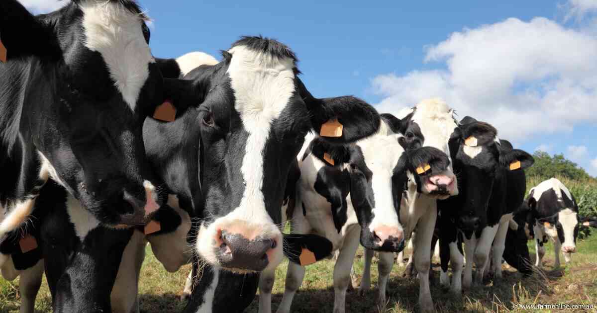 New donated hay partnership to target SA dairy herds with high-quality fodder