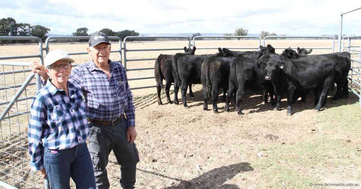 Prize-winning heifers have settled into their new home in the south