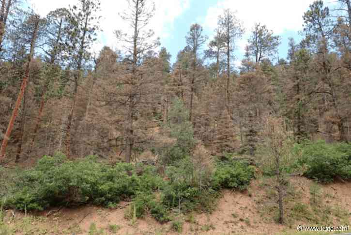 Report: New Mexico tree deaths doubled in 2024