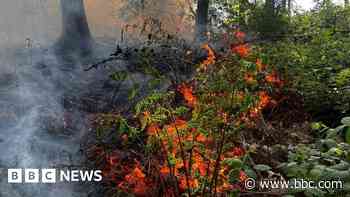 Fire crews tackle blaze at forest beauty spot