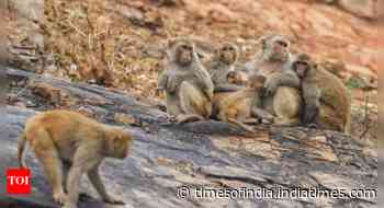 High court to Centre, state: Submit plans to check monkey menace