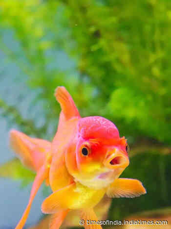 Not just orange, 9 other types of Goldfish