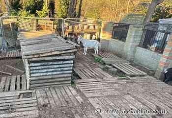 Pub landlady ‘heartbroken’ after animal neglect claims