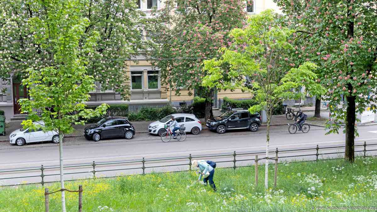 Baum-Boom in Augsburg: Es wurden 444 mehr Bäume gepflanzt als gefällt