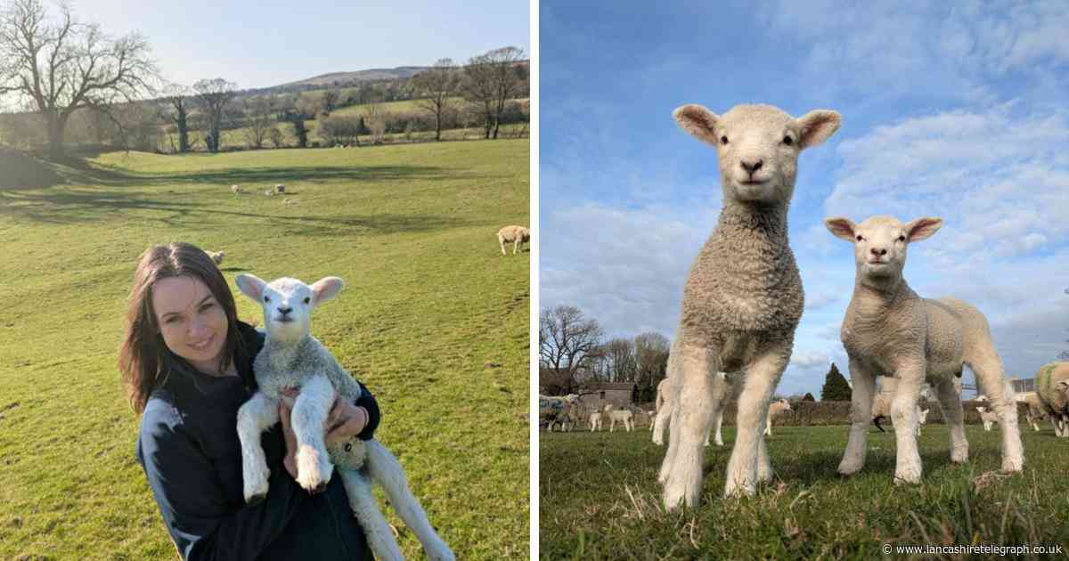 Farmers urge walkers to keep dogs on leads after savage and fatal attacks on lambs