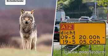 Nieuws van de dag | Probleem­wolf mag worden doodgescho­ten na bijtincident • A12 vanaf vrijdag dicht