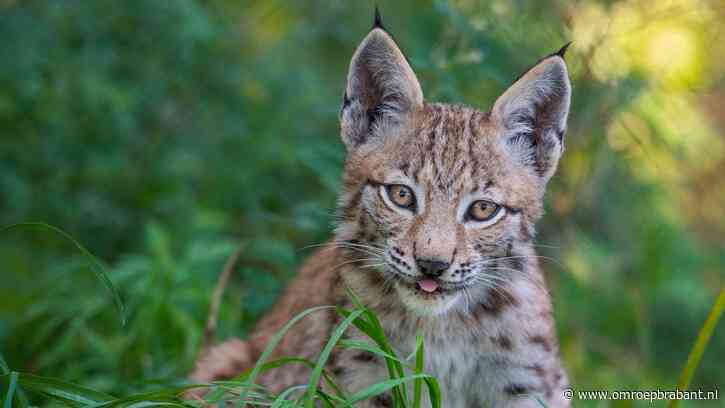 Ontsnapte lynx nog niet gevonden, dierentuin zoekt omgeving af