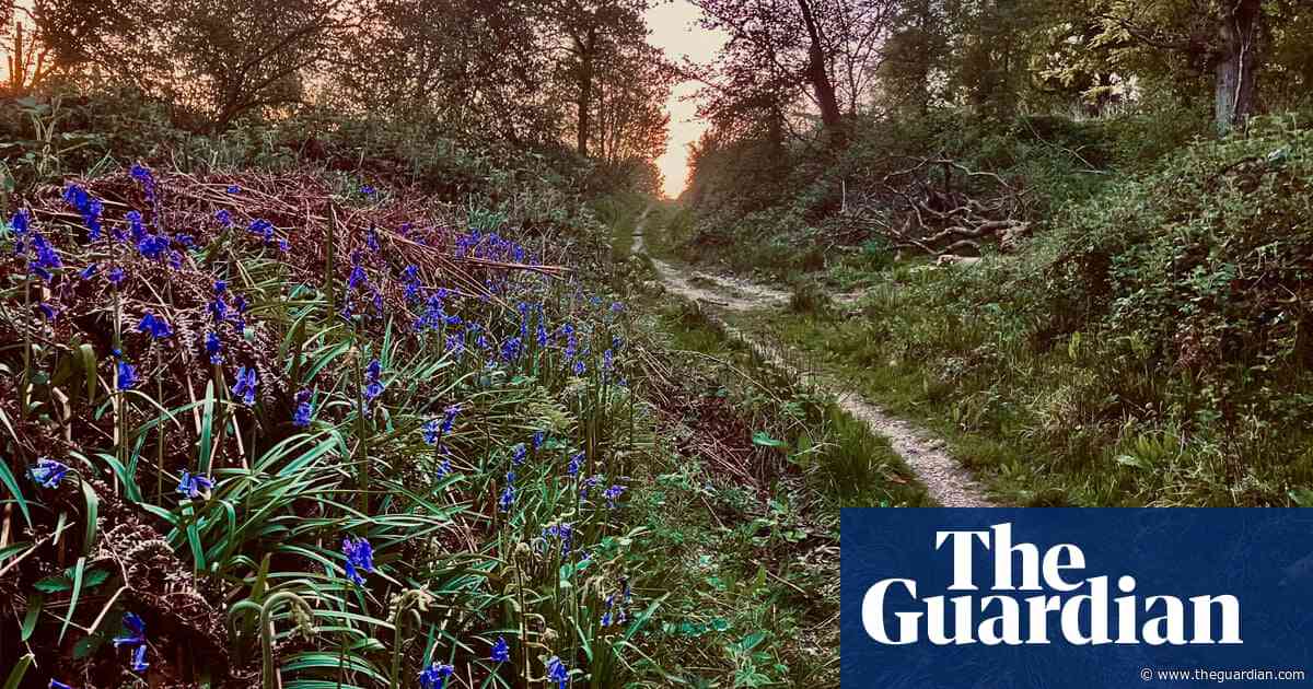 Country diary: I can hear the badgers, I can smell the badgers – but where are they? |