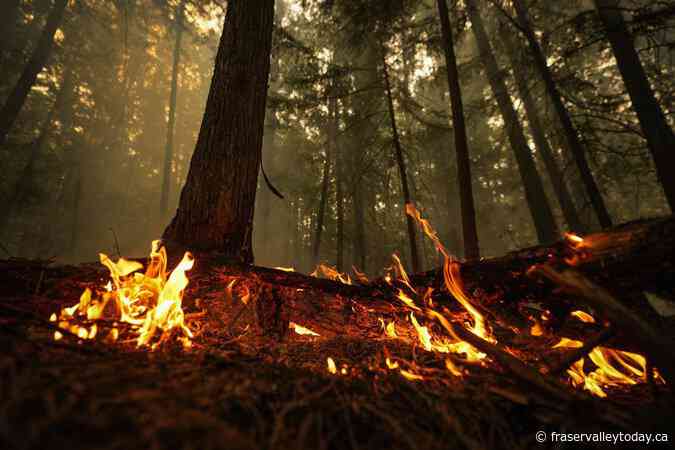 Planned burn could have killed trapped firefighters, says B.C. safety report