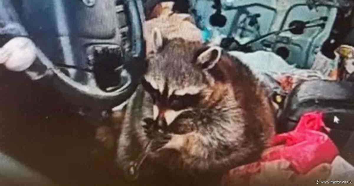 Pet racoon found 'smoking' meth pipe in driver's seat during police traffic stop