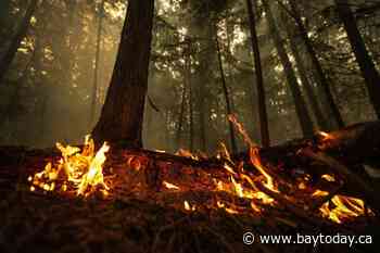 Planned burn could have killed trapped firefighters, says B.C. safety report