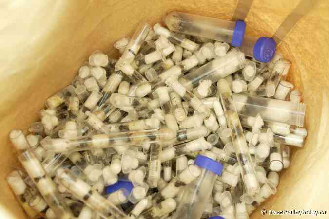Two Belgian teenagers found with 5,000 ants in Kenya given $7,700 fine or 1-year prison sentence