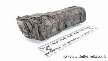 Herculaneum scroll's secret AUTHOR is uncovered after 2,000 years - as scientists use AI to virtually unwrap the priceless manuscript