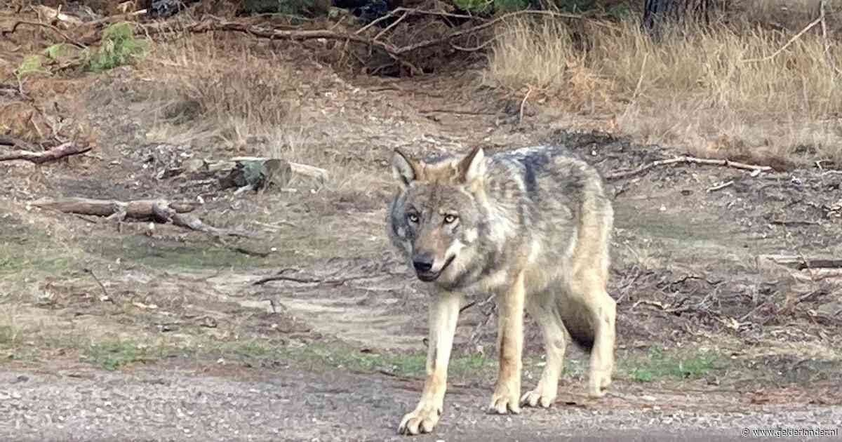 Wolf op Hoge Veluwe krijgt de kogel: is dit het keerpunt?