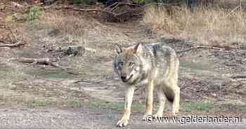 Wolf op Hoge Veluwe krijgt de kogel: is dit het keerpunt?