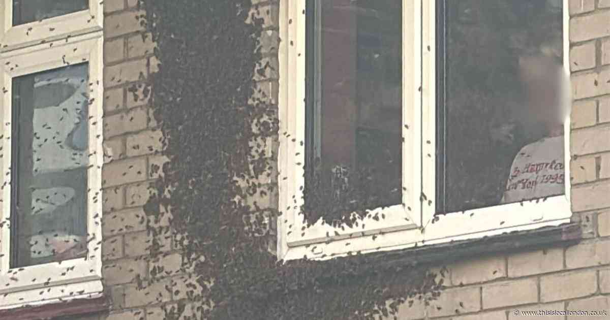 WATCH as thousands of bees swarm Hornchurch flats in 'biblical event'