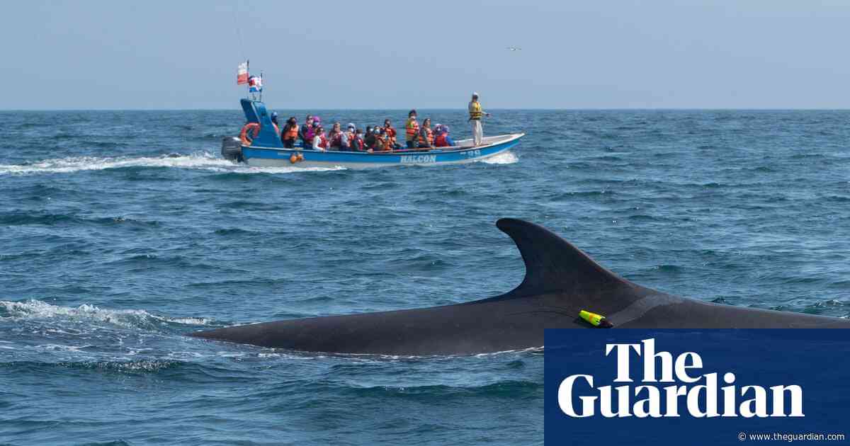 ‘It’s like putting a whale in a blender’: the rise of deadly ship collisions in Chile