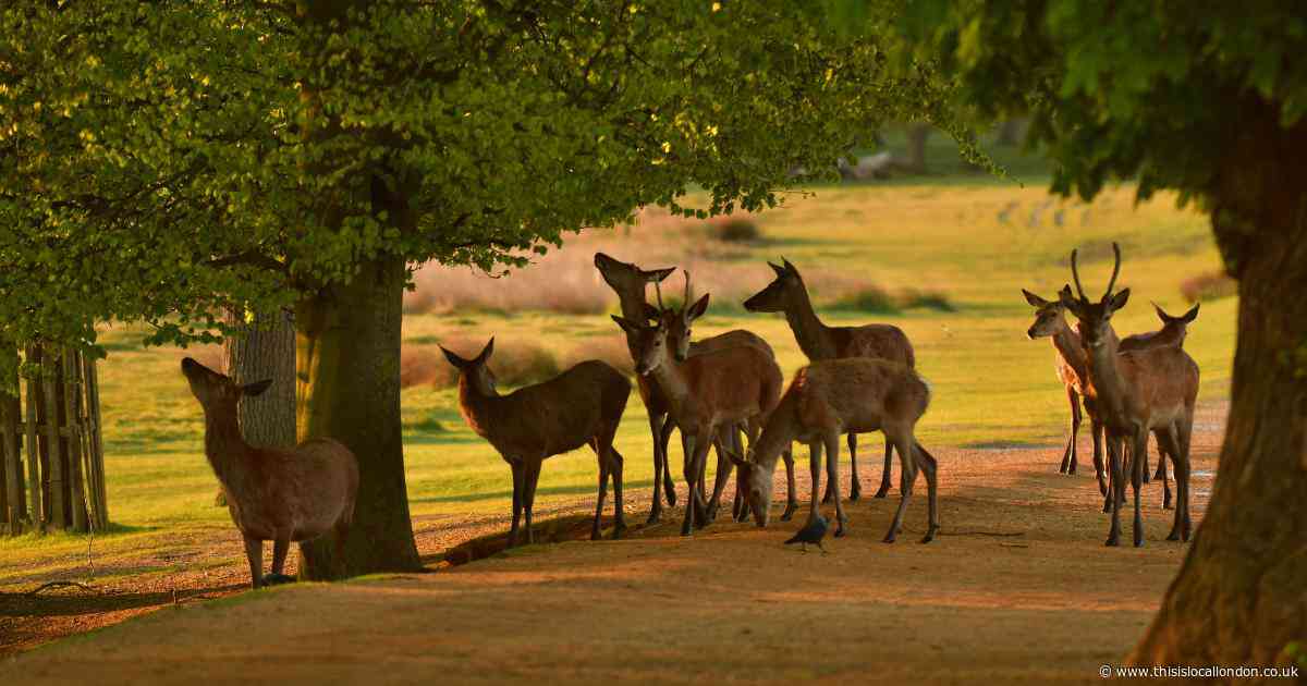 Greenwich Park ‘excitedly welcomes’ deer for the first time in four years