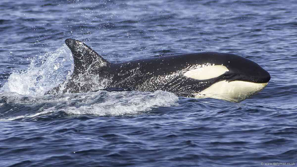 Incredible moment family of killer whales come within feet of tourist boat off English coast in 'once-in-a-lifetime event'