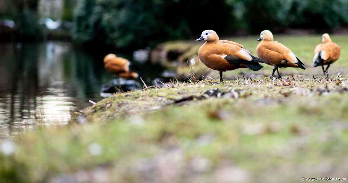Gänsefamilie irrt durch Wohngebiet – Anwohner retten Küken