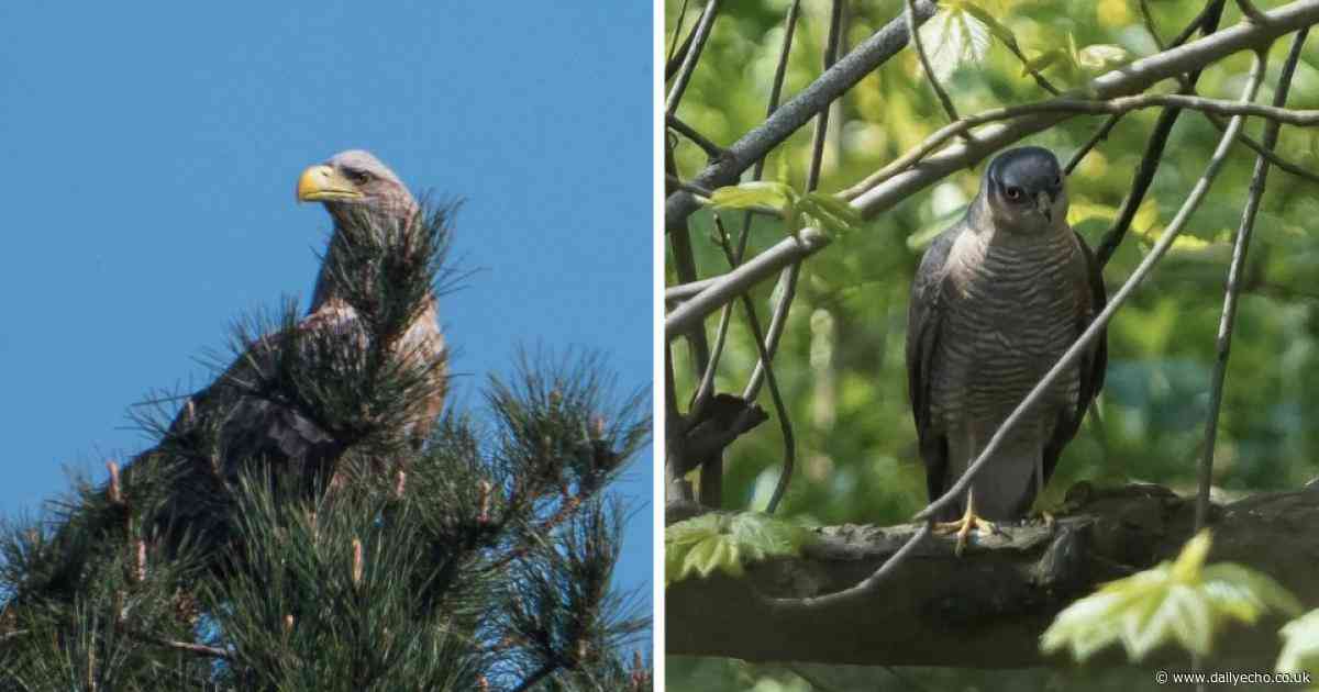 UK's biggest and smallest bird of prey spotted flying through skies of Hampshire