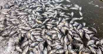 Deadly parasite threatens fishing industry