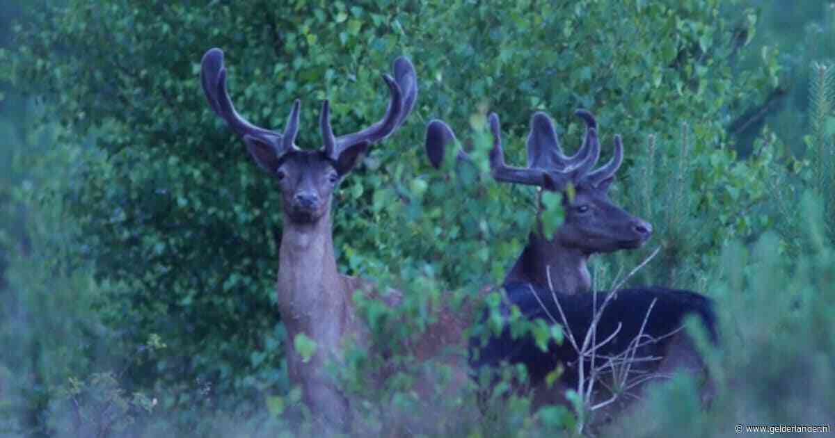 IVN houdt filosofische natuurwandeling op Koningsheide bij Schaarsbergen