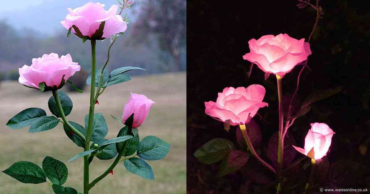 'Truly beautiful' solar-powered garden roses look 'real' and 'pretty' at night