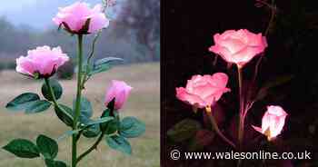 'Truly beautiful' solar-powered garden roses look 'real' and 'pretty' at night
