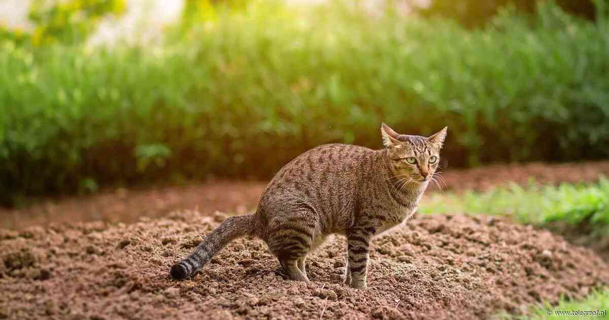 Zo voorkom je dat de kat je tuin als privé-toilet gebruikt