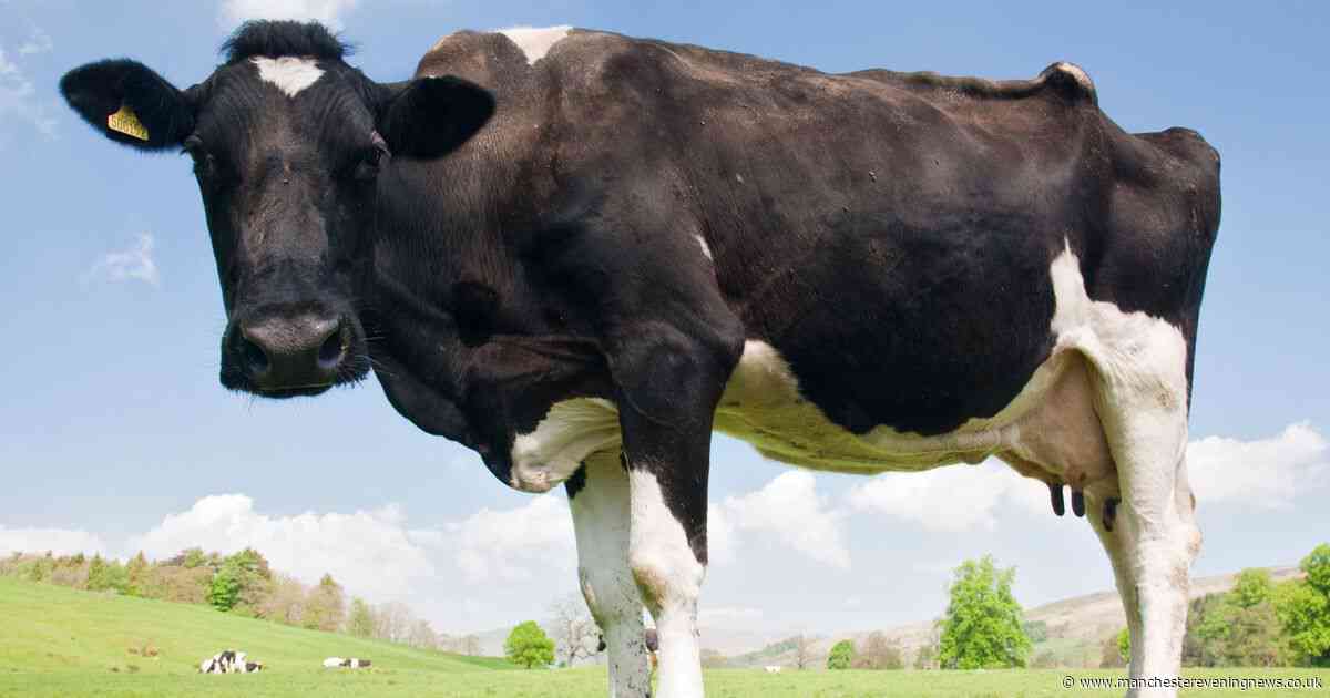 Cow dung could be used to make the clothes you wear