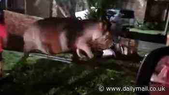Moment woman ignores warning not to approach wild hippo... before enraged beast charges and knocks her down