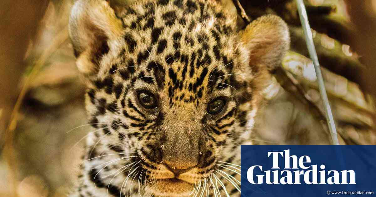 ‘A cemetery of trees’: vast green expanses turned to dust as loggers plunder South America’s Gran Chaco