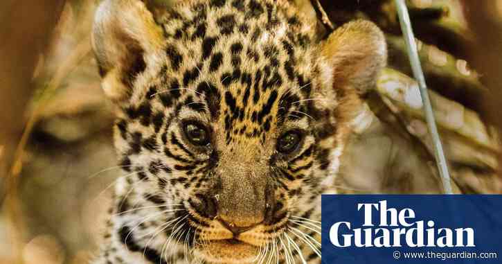 ‘A cemetery of trees’: vast green expanses turned to dust as loggers plunder South America’s Gran Chaco