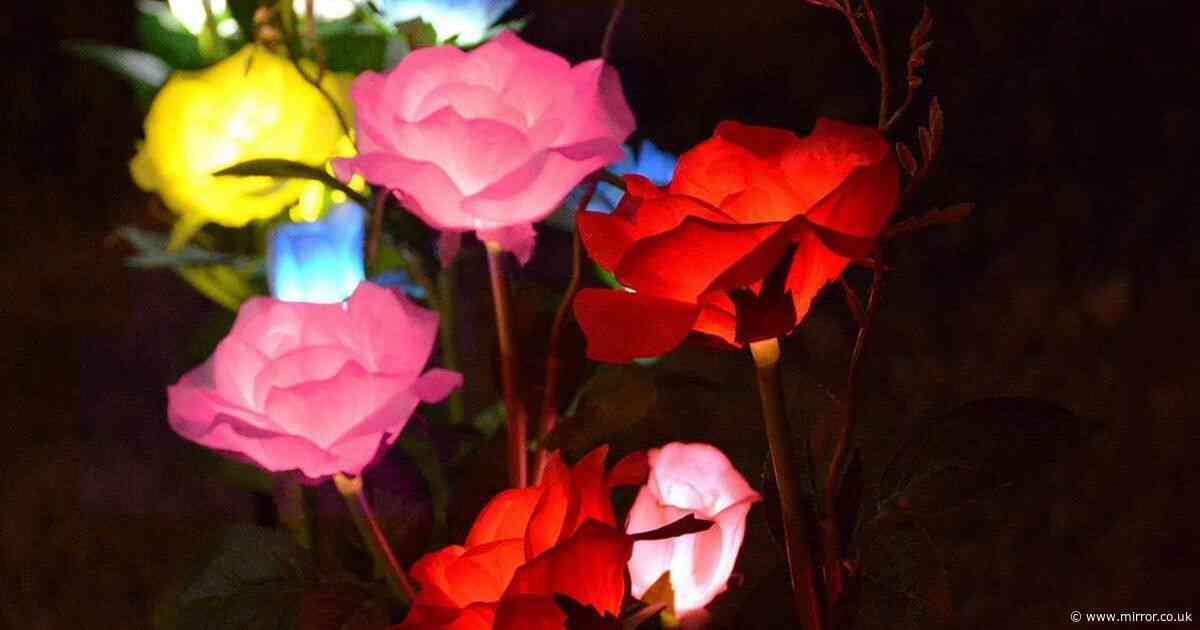 Light-up garden roses 'dazzle' neighbours with 'truly beautiful' night-time glow