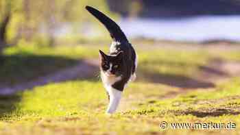 Zoomies bei Katzen: Ursachen und Lösungen für wilde Energieausbrüche