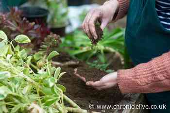 Five flowers anyone can grow even with zero gardening experience