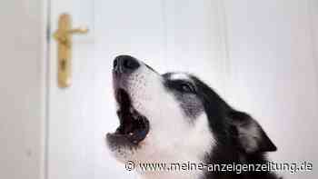 Hund allein zu Haus: So geht’s ohne schlechtes Gewissen