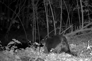 Bever gespot aan Velpe