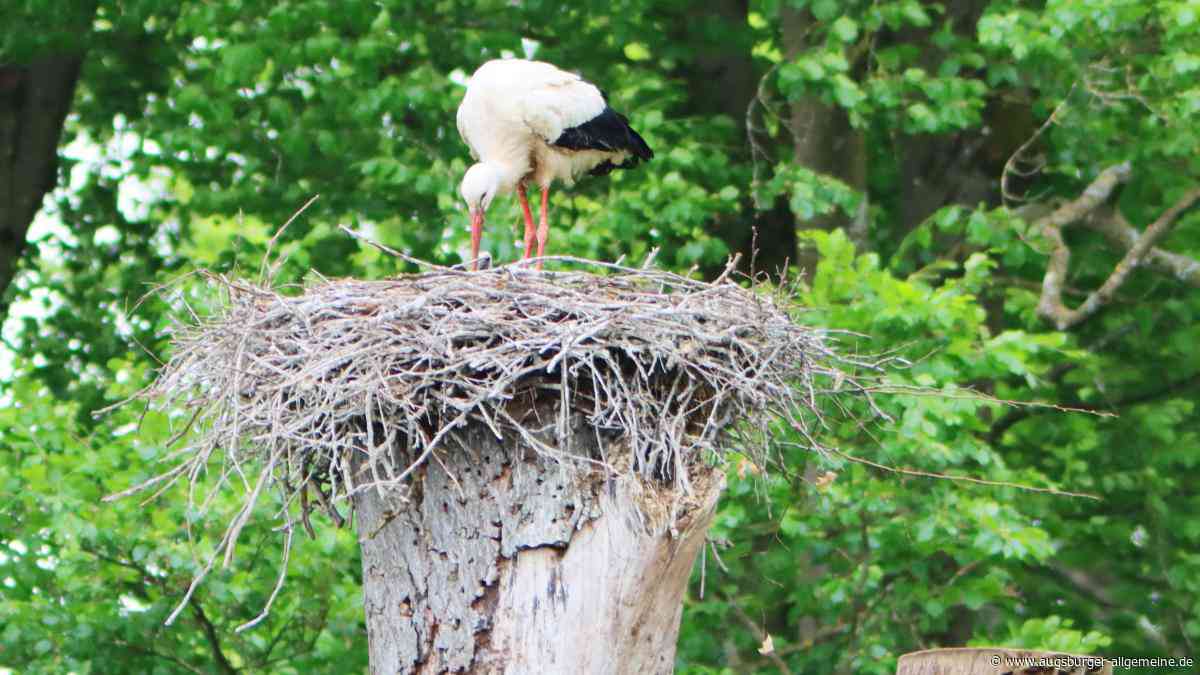 Nachwuchs bei den Augsburger Wildstörchen: Wird der kleine Vogel überleben?