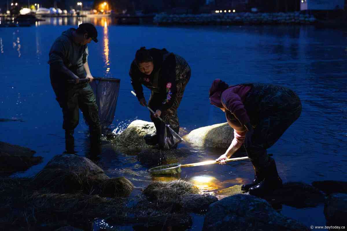 Baby eel fisher calls for enforcement against illegal harvesting on N.S. river