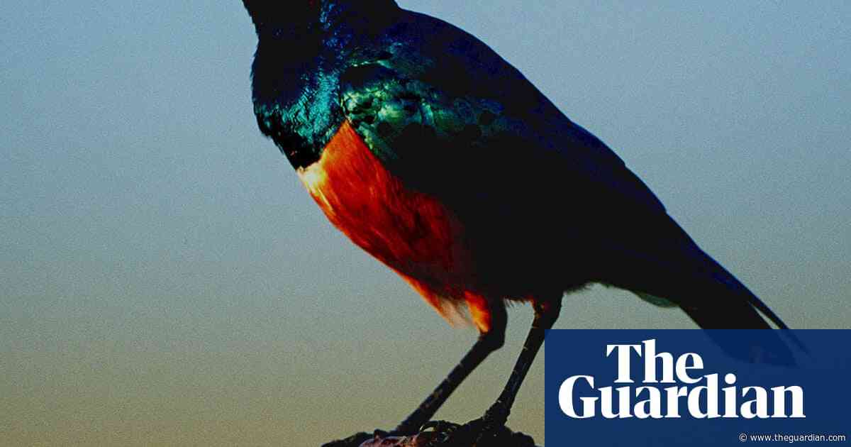 Starlings form ‘friendships’ to help each other with breeding, study finds
