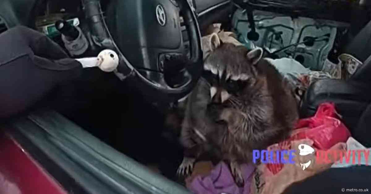 Pet raccoon caught doing meth in the driver’s seat of a car