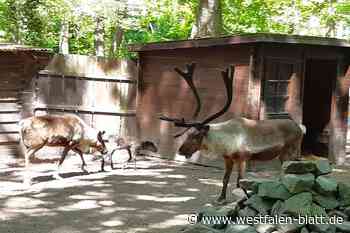 Rentiernachwuchs im Tierpark